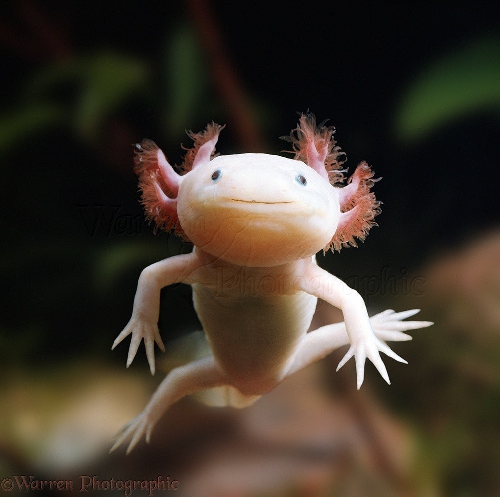 00108-Albino-Axolotl.jpg