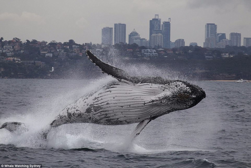 00578-4524462-A_humpback_whale_elegantly_leaps_out_of_the_Sydney_Harbour_water-a-6_1495246543365.jpg