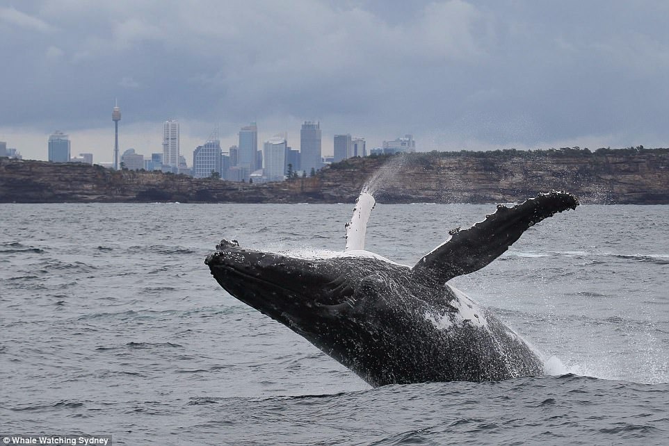 00578-4524462-Remarkable_shots_of_humpback_whales_breaching_the_water_were_cap-a-4_1495246543362.jpg