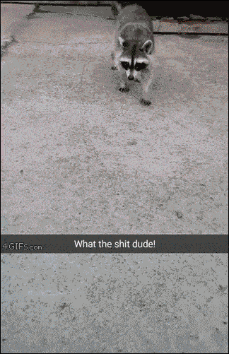 01-funny-gif-261-raccoon-steals-marshmallow.gif