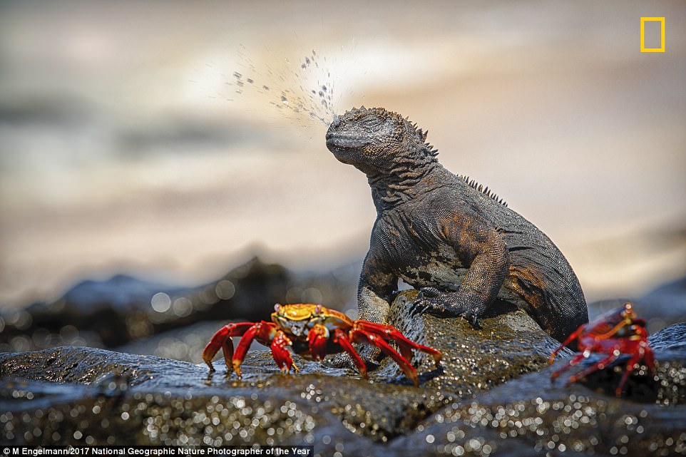 0578-5059351-Galapagos_Marine_Iguanas_sneeze_to_expel_excess_salt_water_after-a-77_1510080121295.jpg