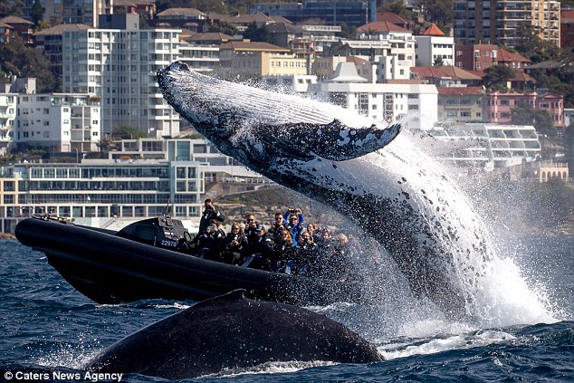 0578-6094525-Tourists_were_stunned_as_a_20_tonne_humpback_whale_breached_just-a-12_1535112754712.jpg