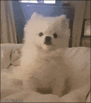 07-funny-gif-238-puppy-sneezing.gif