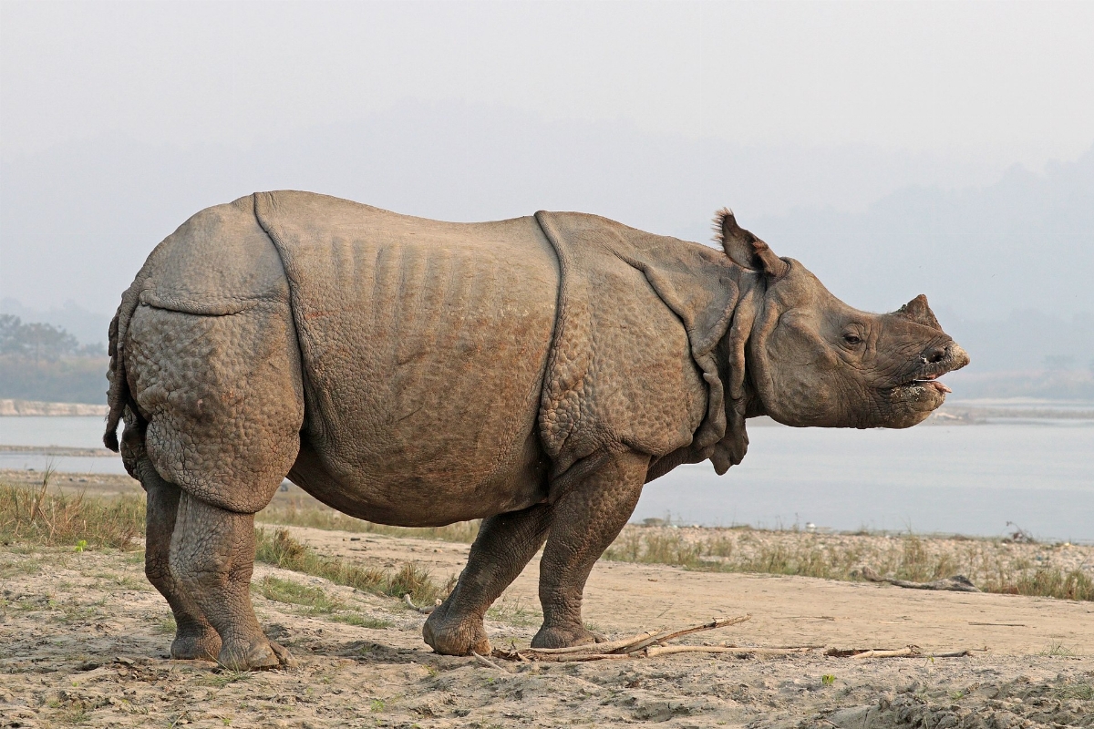 0px-Indian_rhinoceros_%28Rhinoceros_unicornis%29_4.jpg