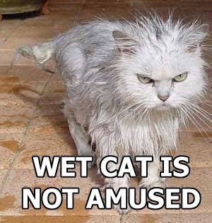 1.wet.cat.is.not.amused.jpg