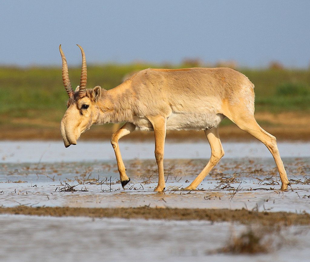 1024px-Saiga_antelope_at_the_Stepnoi_Sanctuary.jpg