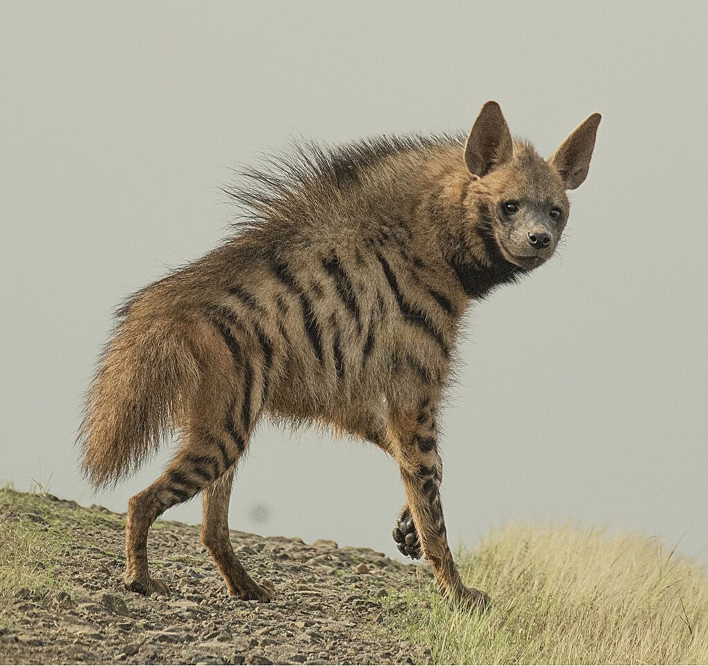 1024px-Striped_hyena_%28Hyaena_hyaena%29_-_cropped.jpg