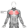 120px-Pectoralis_major.png