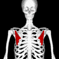 120px-Pectoralis_minor_muscle_animation_small.gif