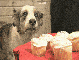 1243594993_cupcakedog-war-flashbacks.gif