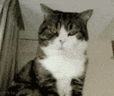 1271760918_cat-yawn.gif