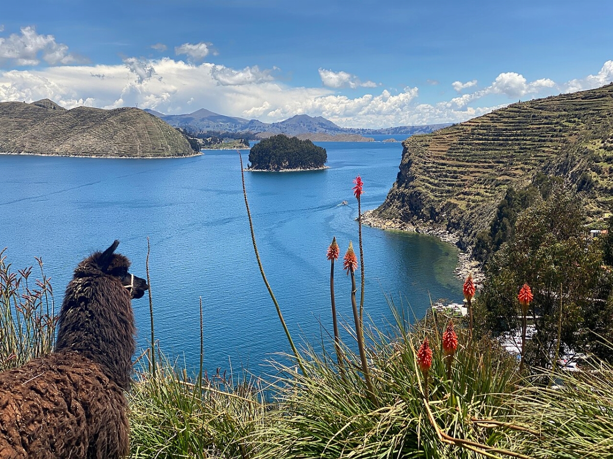 1280px-Alpaca_y_la_isla_Challeca.jpg