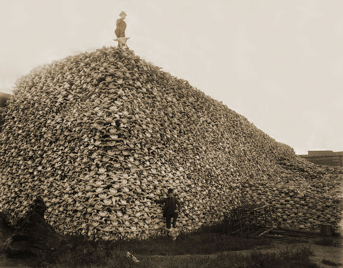 1280px-Bison_skull_pile-restored.jpg