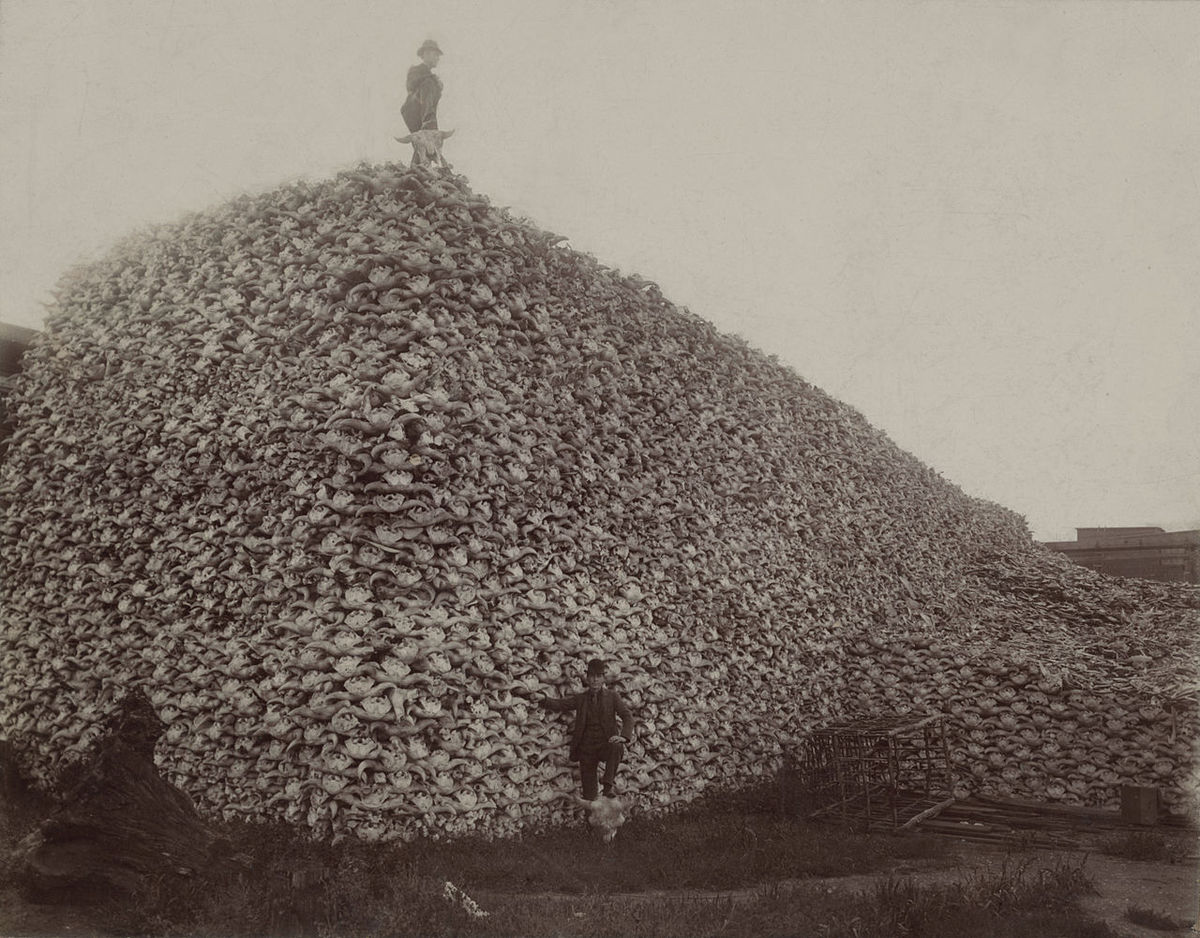 1280px-Bison_skull_pile_edit.jpg