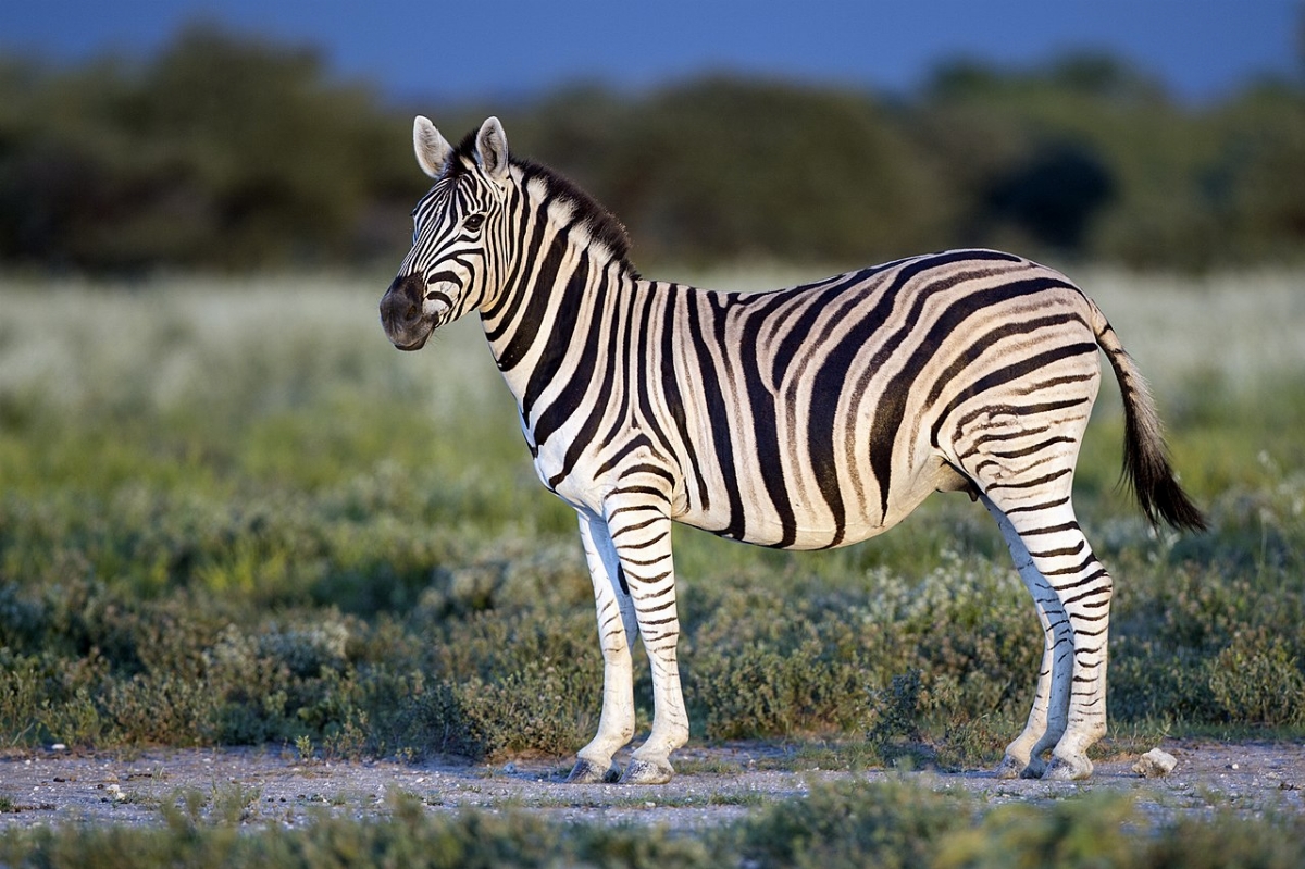 1280px-Equus_quagga_burchellii_-_Etosha%2C_2014.jpg