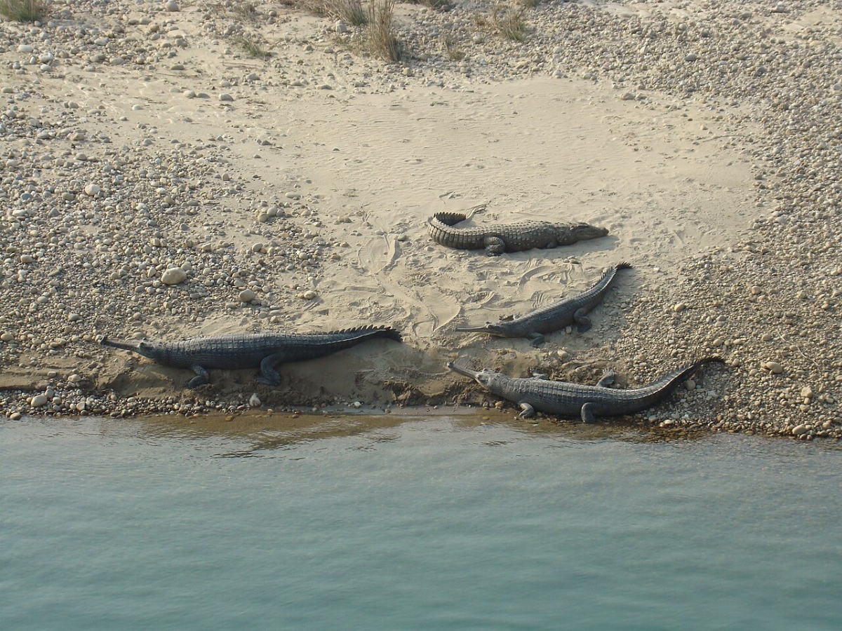1280px-Gharial_in_Karnali.jpg