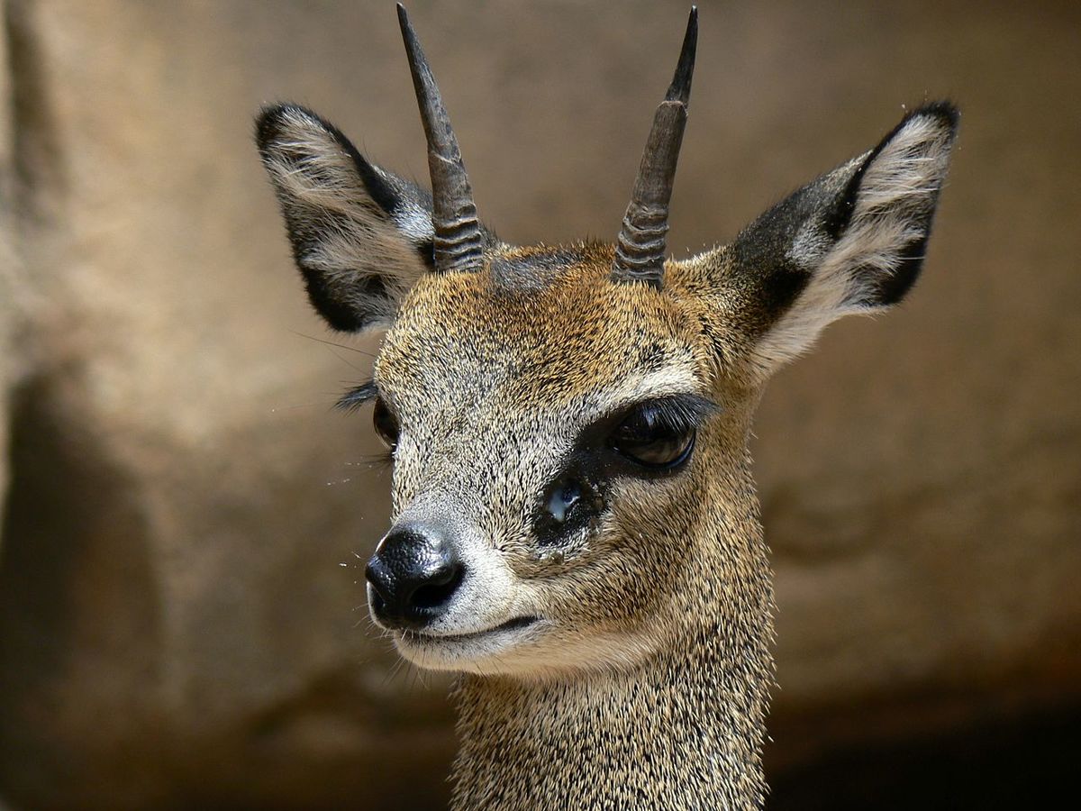 1280px-Klipspringer_%28Oreotragus_oreotragus%29_head.jpg