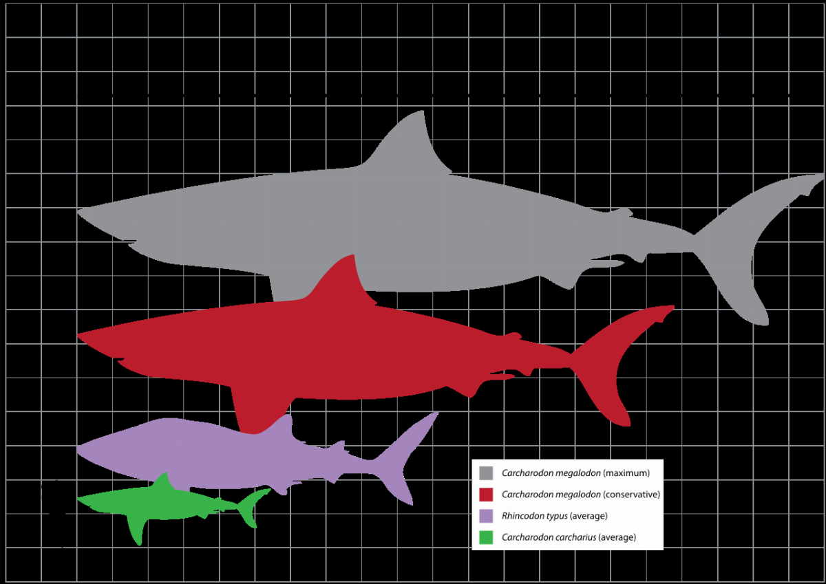 1280px-Megalodon_scale.svg.png
