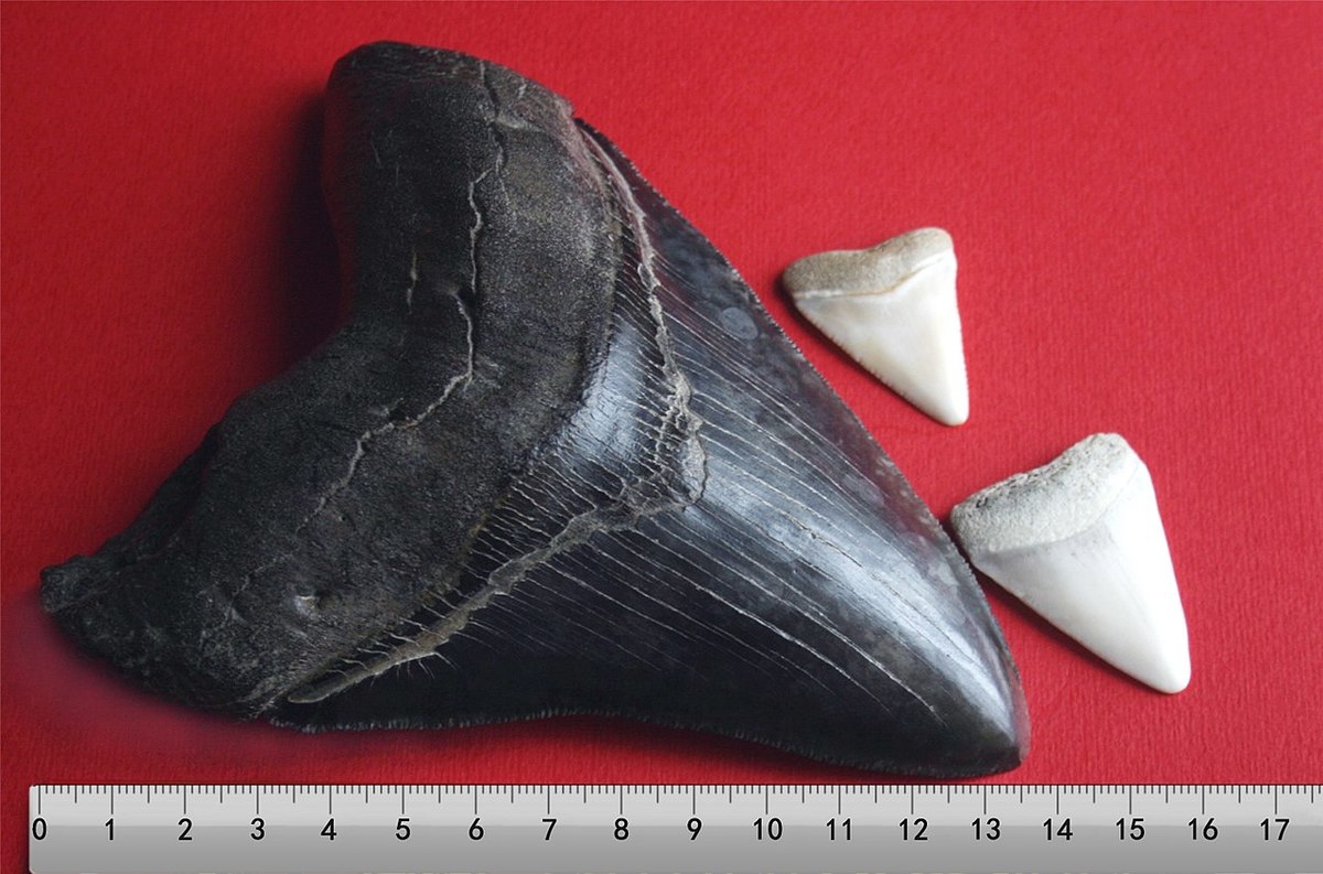 1280px-Megalodon_tooth_with_great_white_sharks_teeth-3-2.jpg
