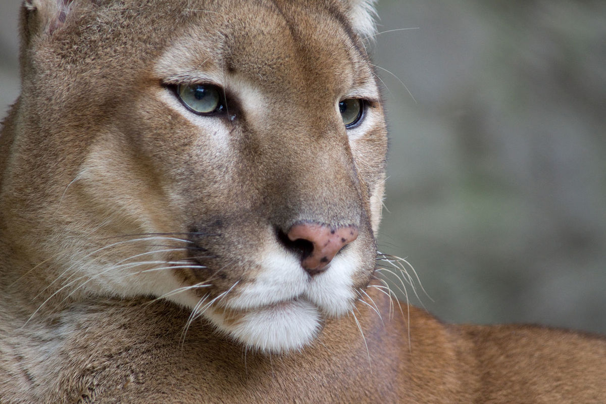 1280px-Puma_face.jpg