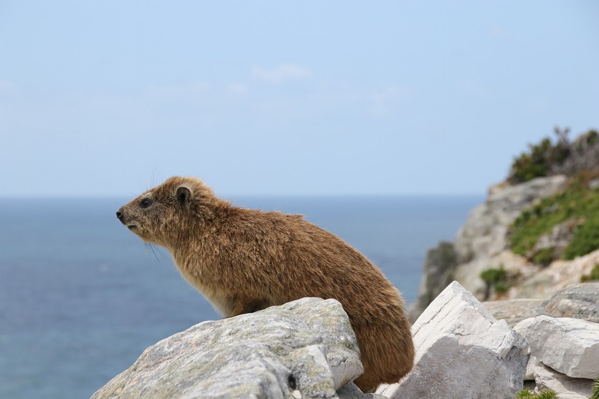 1280px-Rock_hyrax_at_Cape_of_Good_Hope.jpg