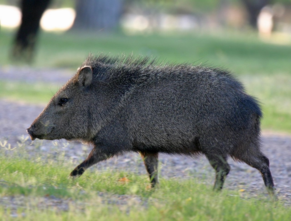 1280px-Running_Javelina.jpg