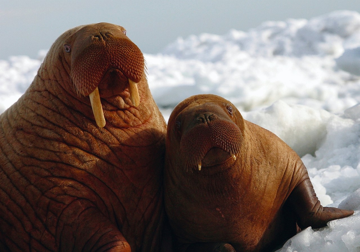 1280px-Walrus_2_%286383855895%29.jpg