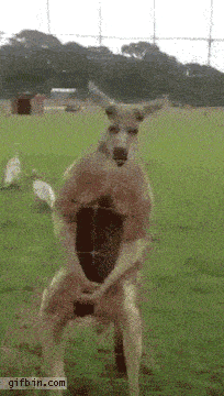 1392140367_kangaroo_flexes_muscles_and_poses_for_camera.gif