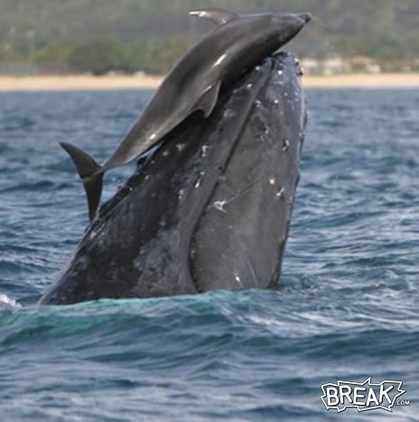 13jan2-whale-pushes-dolphin.jpg