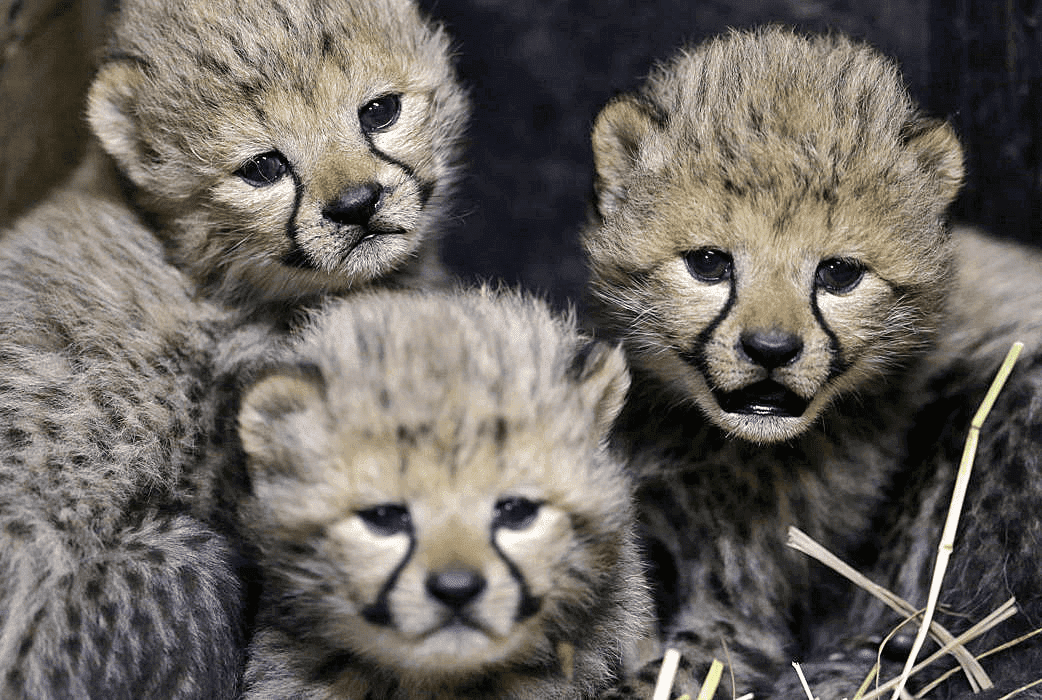 141224_Cheetah_Cubs.png