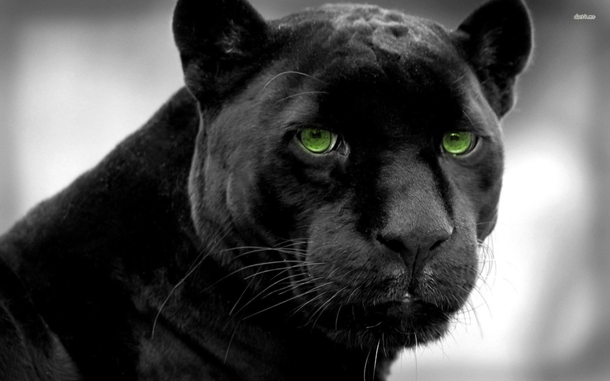 15480-black-panther-1920x1200-animal-wallpaper.jpg