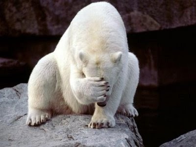 18184+-+bear+facepalm+polar_bear.jpg