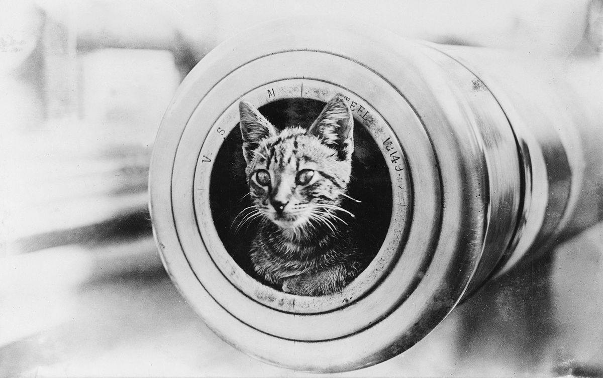 1920px-A_cat_on_HMAS_Encounter.jpg