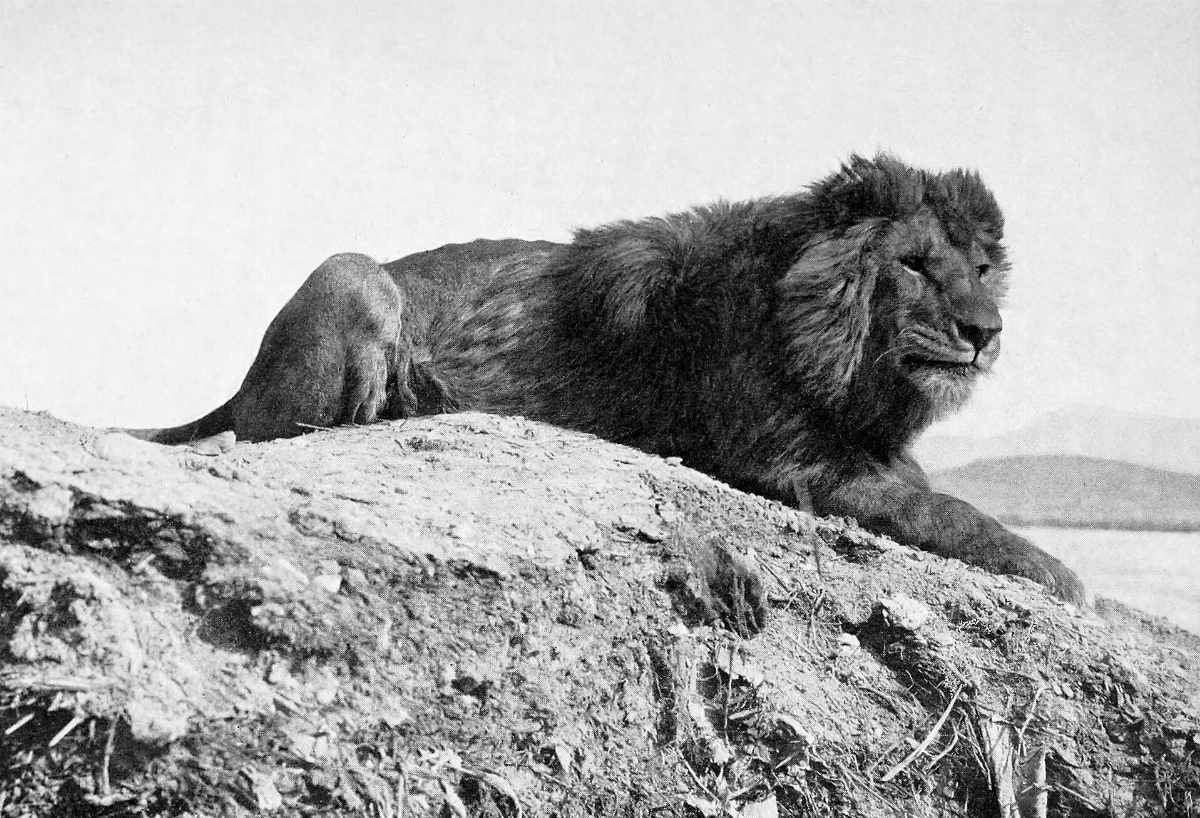 1920px-Barbary_lion.jpg