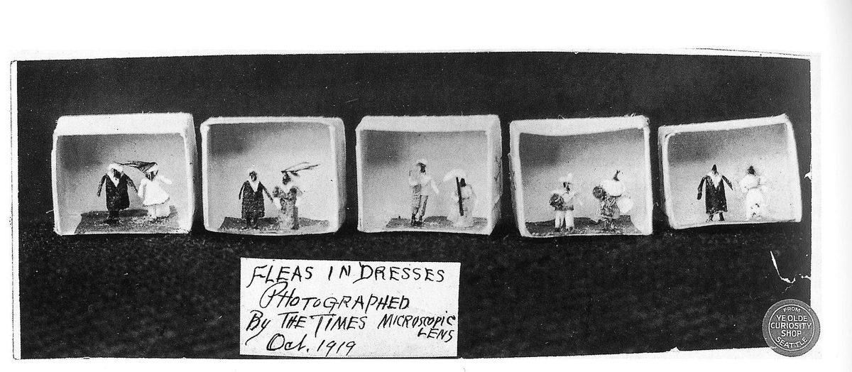 1920px-Fleas_in_dresses_at_Ye_Olde_Curiosity_Shop.jpg