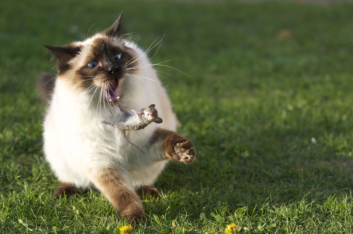 1920px-Large_Siamese_cat_tosses_a_mouse.jpg