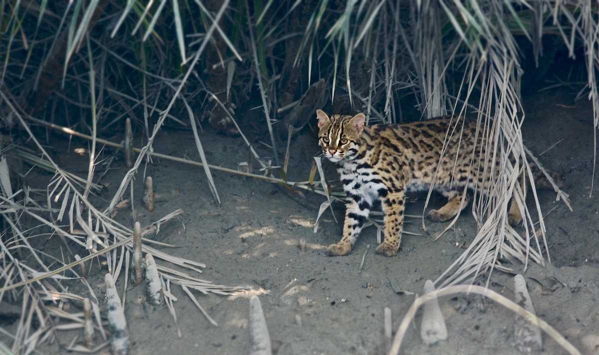 1920px-Leopard_cat_India.jpg