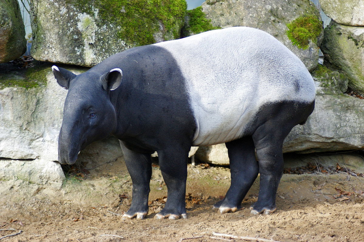 1920px-Tapirus_indicus_portrait_2.jpg