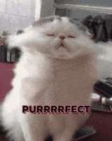 perfect cat GIF by Amanda