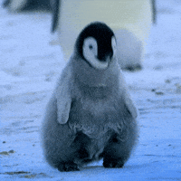 penguin dancing GIF