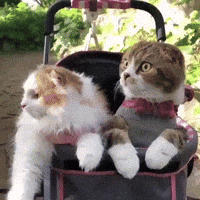 Cats Reaction GIF by MOODMAN