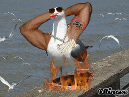 seagull GIF