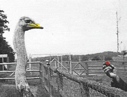 sound and vision eating GIF by Beeld en Geluid Labs