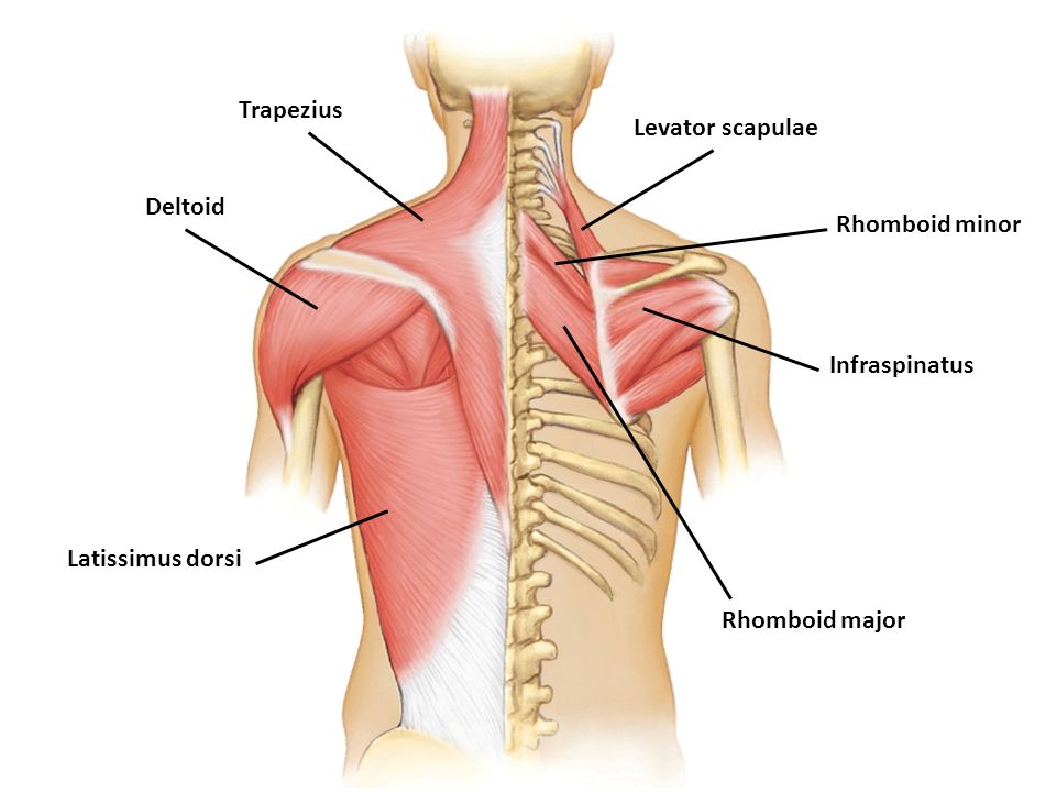%20scapulae%20Deltoid%20Rhomboid%20minor%20Infraspinatus%20Latissimus%20dorsi%20Rhomboid%20major.jpg