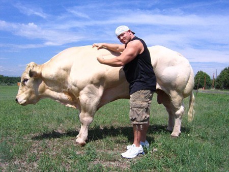 2136d1334836256-i-think-no-milk-thing-urban-myth-bigger_stronger_faster-17-chris_bell-muscle_cow.jpg