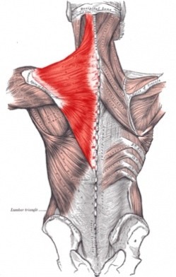250px-Trapezius_Gray409.jpg