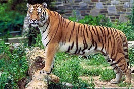 264px-Panthera_tigris_tigris.jpg
