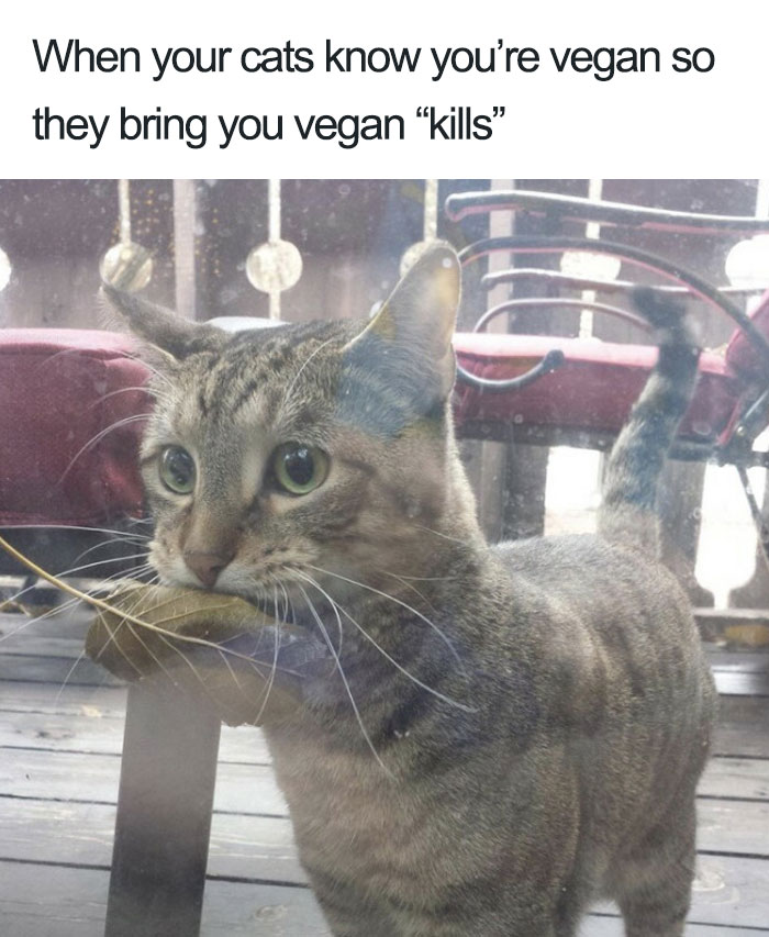 2783458_vegan-memes-88-5bc993f6ebb8f__700_1596390687-274615611.jpg