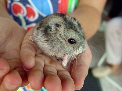 400px-Hamster_057eue.jpg
