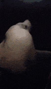 5390DA72-486C-43E2-96EF-0A9B9B80F14F.gif